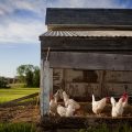 grillage à poules